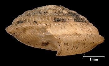Media type: image;   Malacology 17237 Aspect: lateral